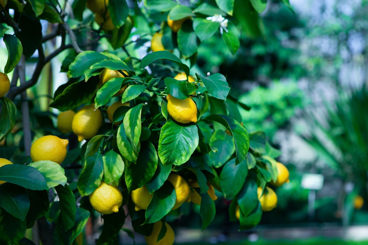 detalle de limonero