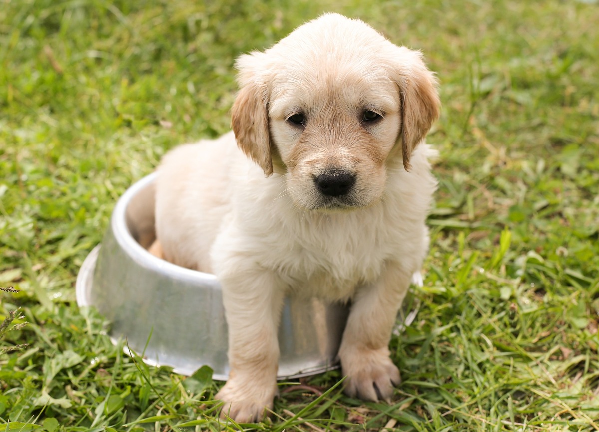 cachorro de perro en bol comida