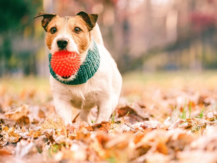 perro con pelota de goma en la boca corre hacia camara