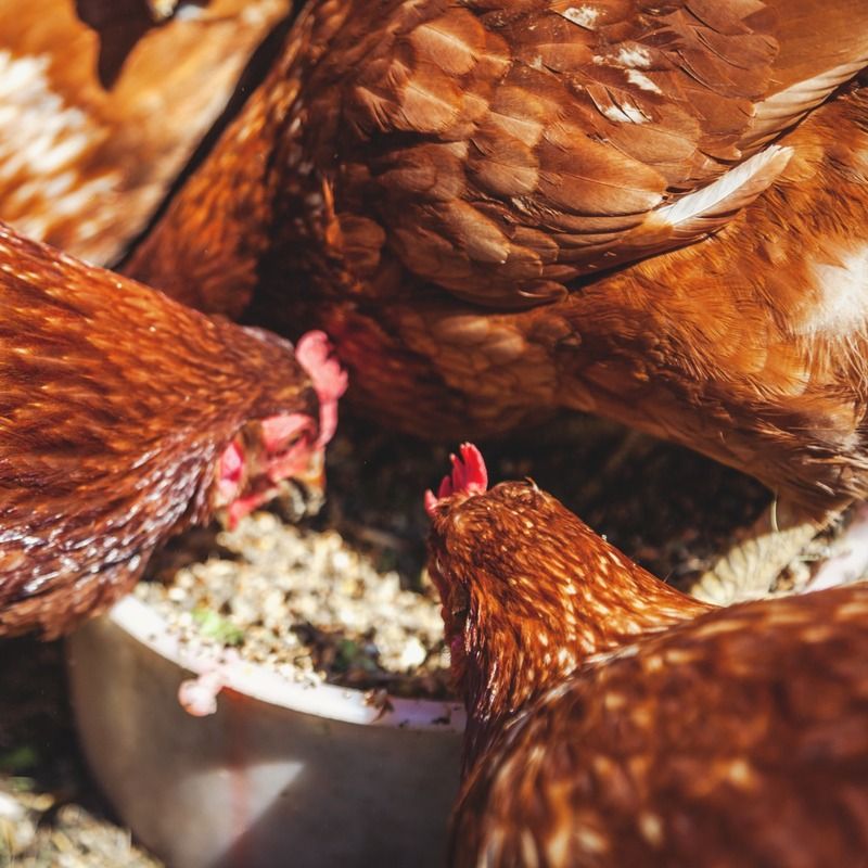 detalle gallinas comiendo