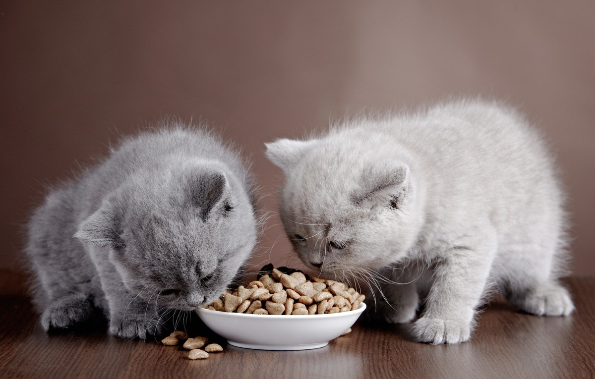 cachorros de gatos comen de plato